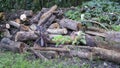 Jungle woodblock, otherwise called hardwoods. Royalty Free Stock Photo