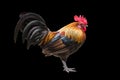 Junglefowl, Beautiful chicken isolated on white Royalty Free Stock Photo