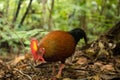 Junglefowl [Gallus] in Sri Lanka Royalty Free Stock Photo