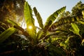Jungles background Royalty Free Stock Photo