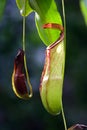 Jungles Flower Royalty Free Stock Photo