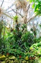 Jungles in Palmen Garten, Frankfurt am Main, Hessen, Germany Royalty Free Stock Photo