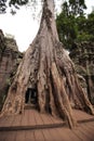 Jungles in Ta Prohm, Angkor Wat, Siem Reap, Cambodia