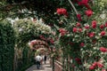 Jungnang Rose Park, Seoul Rose Festival along the Jungnangcheon Stream in Seoul, Korea Royalty Free Stock Photo