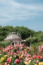 Jungnang Rose Park, Seoul Rose Festival along the Jungnangcheon Stream in Seoul, Korea Royalty Free Stock Photo