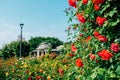 Jungnangcheon Stream park Seoul Rose Festival in Seoul, Korea Royalty Free Stock Photo