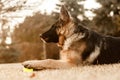 A junior german shepherd dog resting and playing with a ball in a backyard Royalty Free Stock Photo