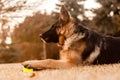 A junior german shepherd dog resting and playing with a ball in a backyard Royalty Free Stock Photo