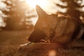 A junior german shepherd dog resting and playing with a ball in a backyard Royalty Free Stock Photo