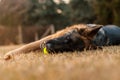 A junior german shepherd dog resting and playing with a ball in a backyard Royalty Free Stock Photo