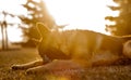 A junior german shepherd dog resting and playing with a ball in a backyard Royalty Free Stock Photo