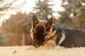 A junior german shepherd dog resting and playing with a ball in a backyard Royalty Free Stock Photo
