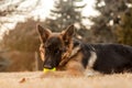 A junior german shepherd dog resting and playing with a ball in a backyard Royalty Free Stock Photo