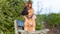 A junior german shepherd dog sitting on a bench