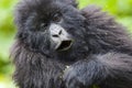 Junior Silverback Portrait Royalty Free Stock Photo