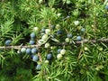 Juniper Royalty Free Stock Photo