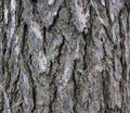 Juniper bark texture Royalty Free Stock Photo