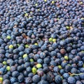 Juniper berries Royalty Free Stock Photo