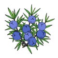 Juniper berries on a branch with green leaves. Vector hand draw outline