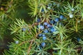 Juniper berries Royalty Free Stock Photo