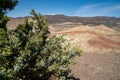 Juniper berries on a bush at the Painted Hills in John Day Fossil Beds National Monument in Oregon