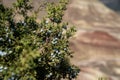 Juniper berries on a bush, taken in John Day Fossil Beds - Painted Hills National Monument in Oregon. Selective focus