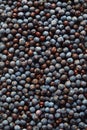 Juniper Berries Royalty Free Stock Photo