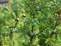 Juniper berries . Royalty Free Stock Photo