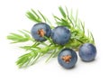 Juniper berries isolated Royalty Free Stock Photo