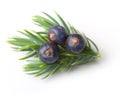 Juniper berries isolated Royalty Free Stock Photo