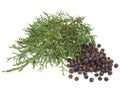 Juniper Berries with Juniper Twig on white Background - Isolated Royalty Free Stock Photo