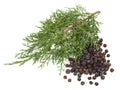 Juniper Berries with Juniper Twig on white Background - Isolated Royalty Free Stock Photo