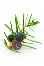 Juniper berries (juniperus communis). Royalty Free Stock Photo