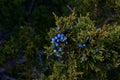 Juniper Berries Royalty Free Stock Photo