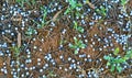 Juniper Berries Scattered on the Ground