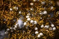 Juniper Berries In Snow