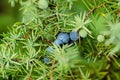 Juniper berries on the tree Royalty Free Stock Photo