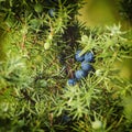 Juniper berries on the tree Royalty Free Stock Photo