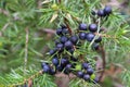 Juniper berries on twig closeup selective focus Royalty Free Stock Photo