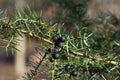 Juniper berries on twig closeup selective focus Royalty Free Stock Photo