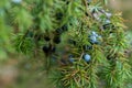 Juniper berries on twig macro Royalty Free Stock Photo