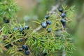 Juniper berries on twig macro Royalty Free Stock Photo