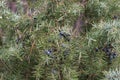 Juniper berries on twig macro Royalty Free Stock Photo