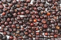 Juniper berries on a white plate Royalty Free Stock Photo