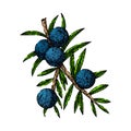 juniper berry gin sketch hand drawn vector