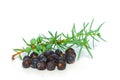 Juniper Berry and Green Branch