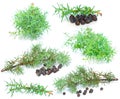 Juniper berry with green branch Royalty Free Stock Photo