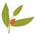Juniper berry icon, cartoon style Royalty Free Stock Photo