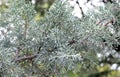 Junipers are coniferous plants in the genus Juniperus of the cypress family Cupressaceae.