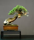 Juniper bonsai, American